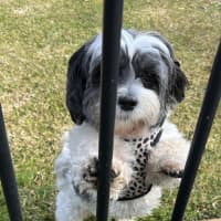 Photo of Abby🌞4yo, Shih Tzu X Maltese(on Trial 12/8/24)