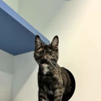 Photo of Luna