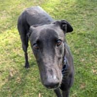 Photo of Crosby The Greyhound