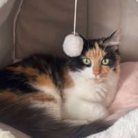 Photo of Jemima   In Foster Care In Ashburton