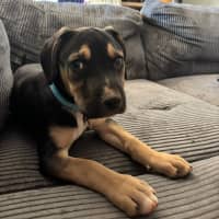 Photo of Roxy
