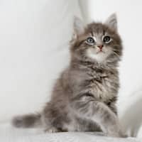 Photo of Truffle