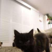 Photo of Onyx