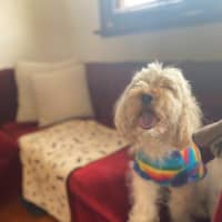 Photo of Tinkerbell Kumara