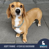 Photo of Frankie   4 Year Old Dachshund