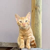 Photo of Louie