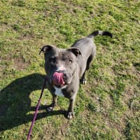 Photo of Bear (66738)