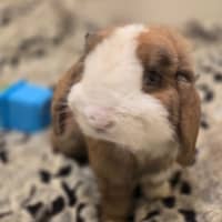 Photo of Snuggles