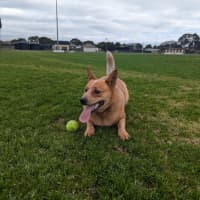 Photo of Cooper