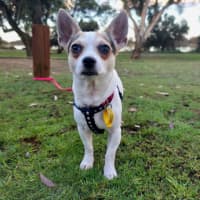 Photo of Pixel