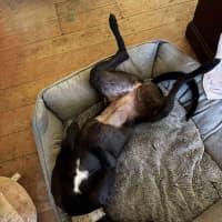 Photo of Sonya, The Cat Friendly Greyhound