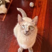 Photo of Bluebelle 