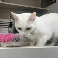 Photo of Snowy