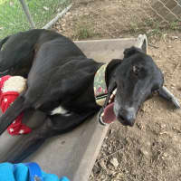 Photo of Hiraani The Greyhound