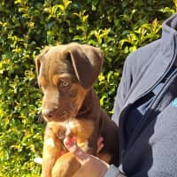 Photo of Bruiser