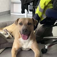 Photo of Mike! 🛋️🦎