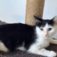 Photo of Kiwi Meet Me@Petstock Mornington Nepean Hwy 