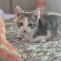 Photo of Cassidy