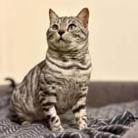 Photo of Cookie Lafufu   Located In Brunswick