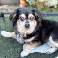 Photo of Sheila   5 Year Old Chihuahua X Pomeranian