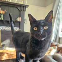 Photo of Sirius ❤️