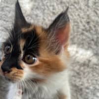 Photo of Mork And Mindy