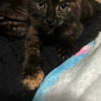 Photo of Ember (K44)