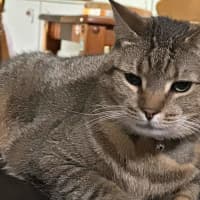 Photo of Snickers