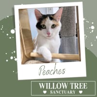 Photo of Peaches