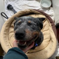 Photo of Romeo   3 Year Old Cattle Dog (Trial)