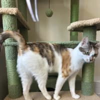 Photo of Blossom