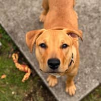 Photo of Cooper