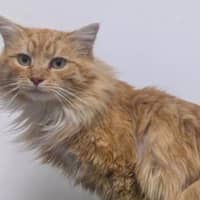 Photo of Dennis