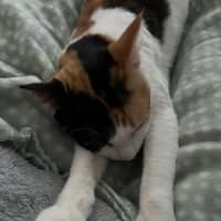 Photo of Catsa Bonita