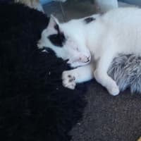 Photo of Panda