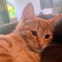 Photo of Toffee