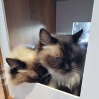 Photo of Chanelle