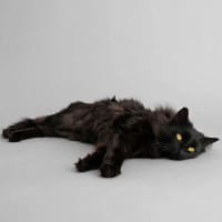 Photo of Midnight 