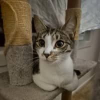 Photo of Rome **2nd Chance Cat Rescue**