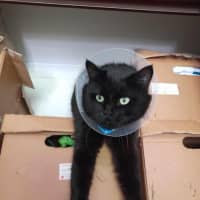 Photo of Yam *9 Lives Project Rescue*