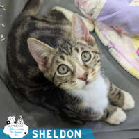 Photo of Sheldon