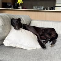 Photo of Frankie, The Greyhound 