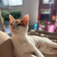 Photo of Nova
