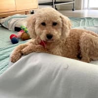 Photo of Sweet Little Lily