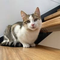 Photo of Miso   In Foster Care In Macleod