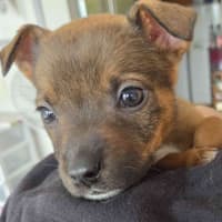 Photo of Benji