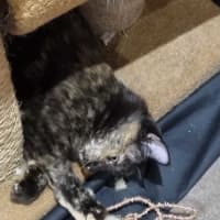 Photo of Dolly