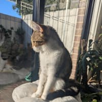 Photo of Dottie Golden