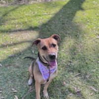 Photo of Mali *$250 Adoption Fee*