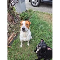 Photo of Squirtle *$150 Adoption Fee*